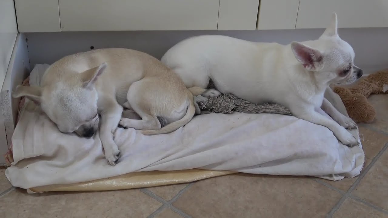 Jerry and Munna (Lulu and Jem) on their Kitchen-Bed, in the Afternoon of the Third Summer Heatwave,