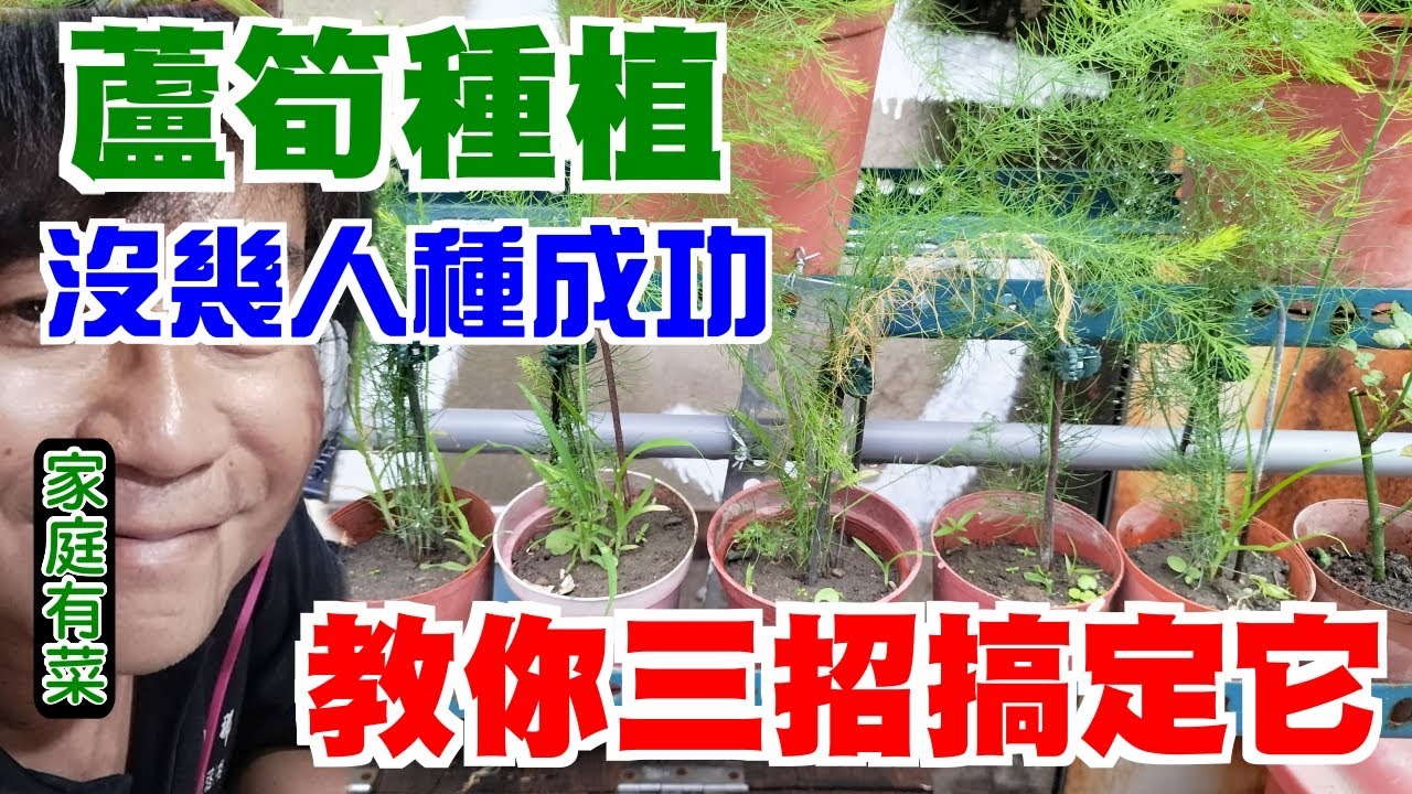 【家庭有菜】蘆筍種植的三種技巧，你不可不知
