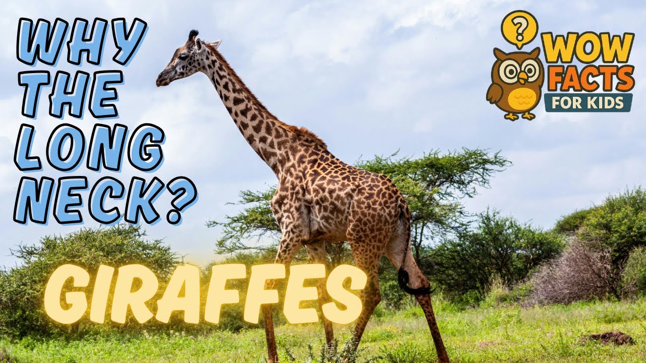 Giraffes &ndash; Why the Long Neck? 🦒 | Amazing Giraffe Facts for Kids