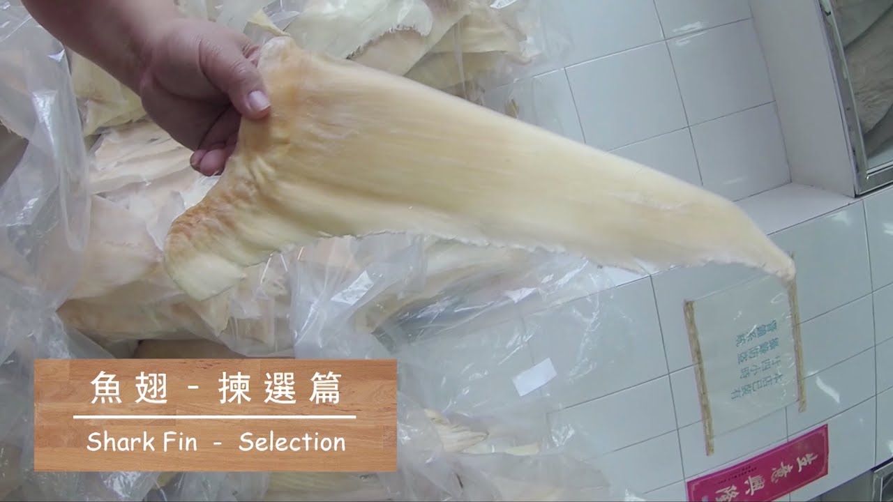 [海味系列] 魚翅 - 揀選篇 Shark Fin - Selection