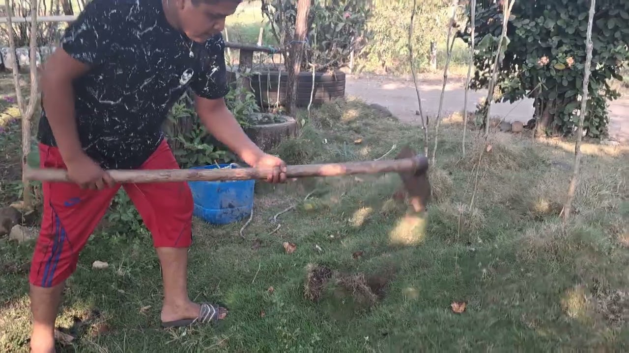 Rosita siembra grama en su casa vean como le quedo