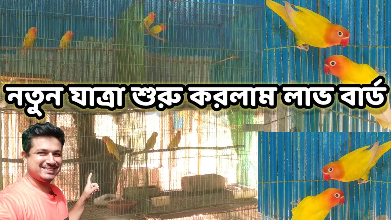 লাভ বার্ড পাখি পালন || নতুন যাত্রা শুরু করলাম || love birds cage setup || Birds of village