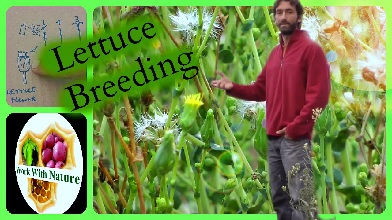 Plant breeding / How to cross new lettuce varieties