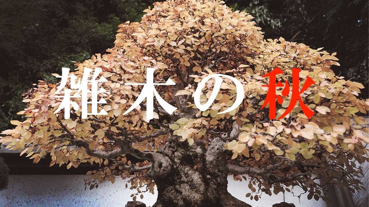 秋に色づく紅葉＆実物の雑木の紹介【盆栽Q】