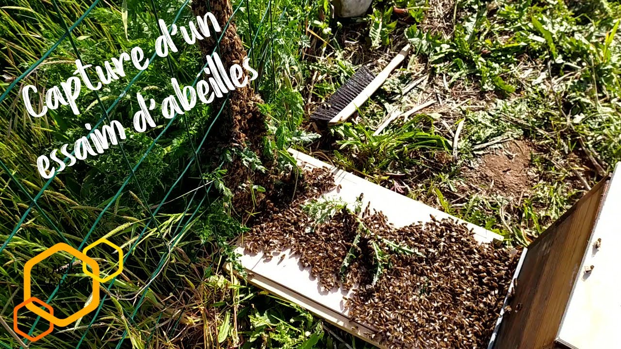 Capture d'un essaim d'abeilles récalcitrant (Apiculture)