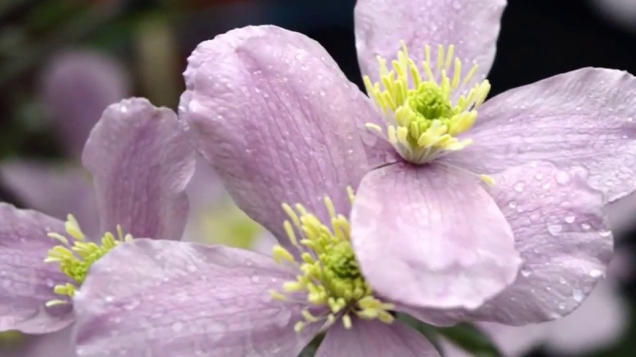 Hegyi iszalag (Clematis montana &rsquo;Mayleen&rsquo;) - vide&oacute; k&eacute;pekben
