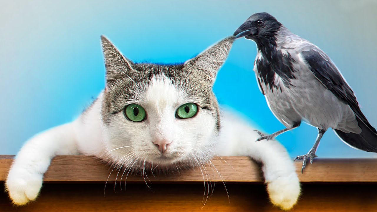 Ворона преследует нас каждое утро. Мы узнали причину / SANI vlog