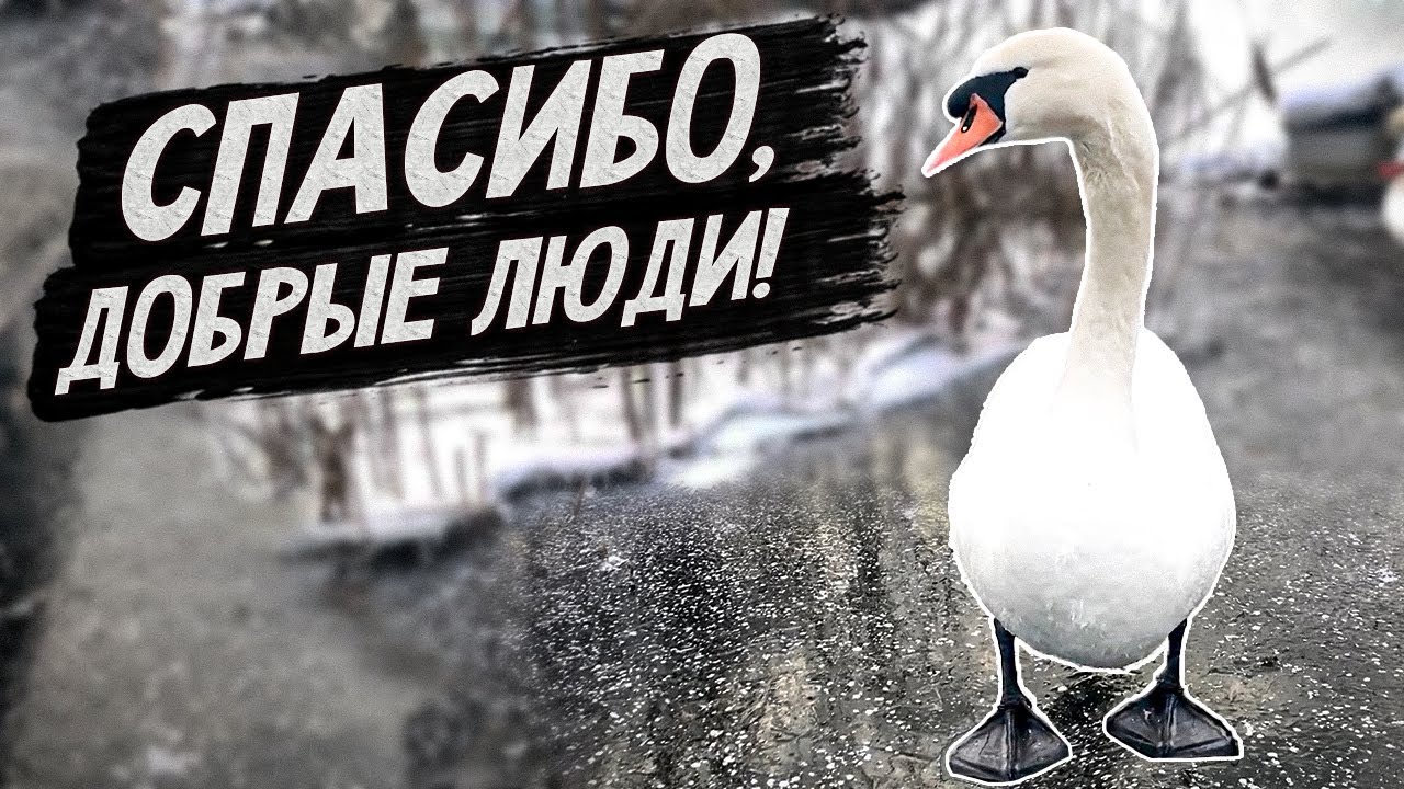 Белые лебеди, другая семья