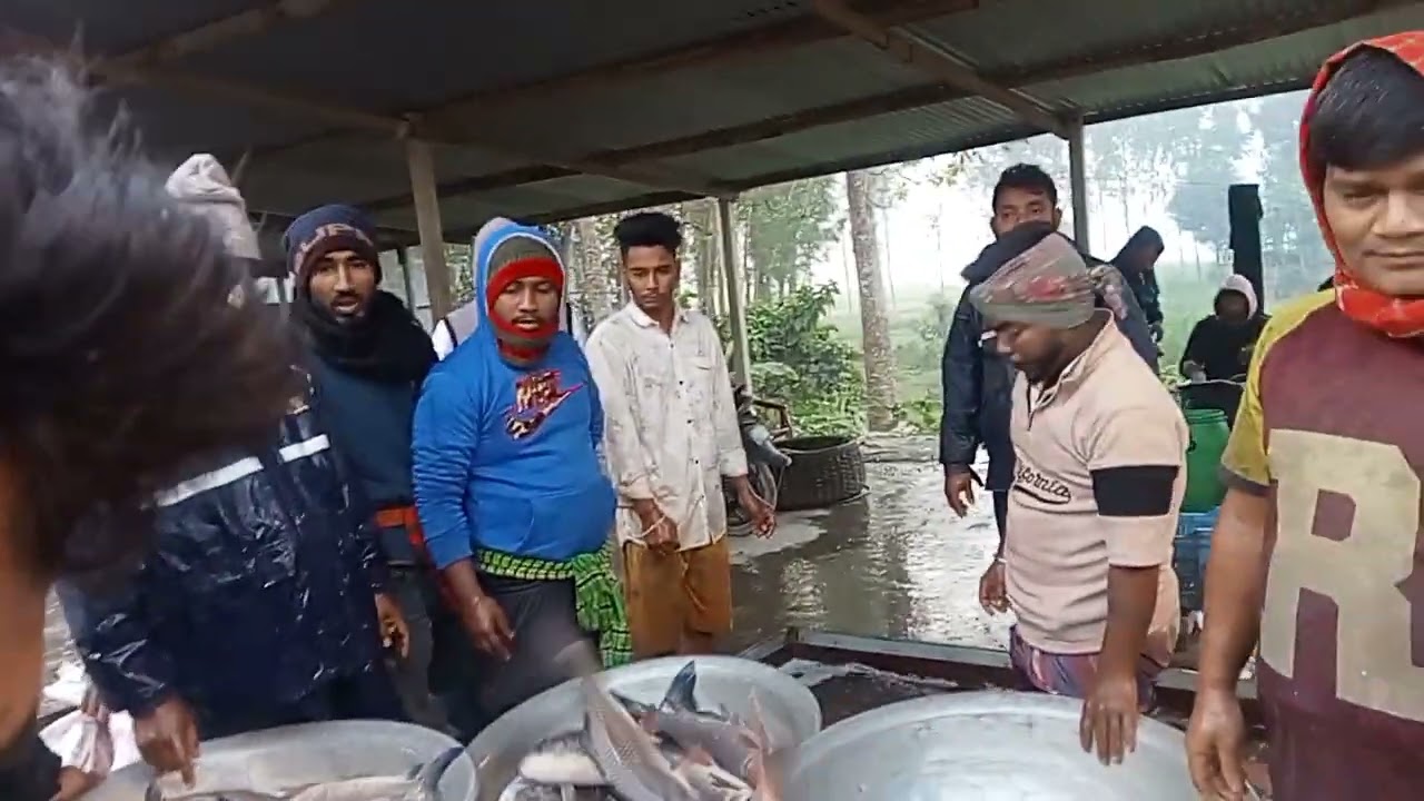 মানিকগঞ্জ জেলার মানিকগঞ্জ থানায় তরা মাছের আরত#মাছ#আরত
