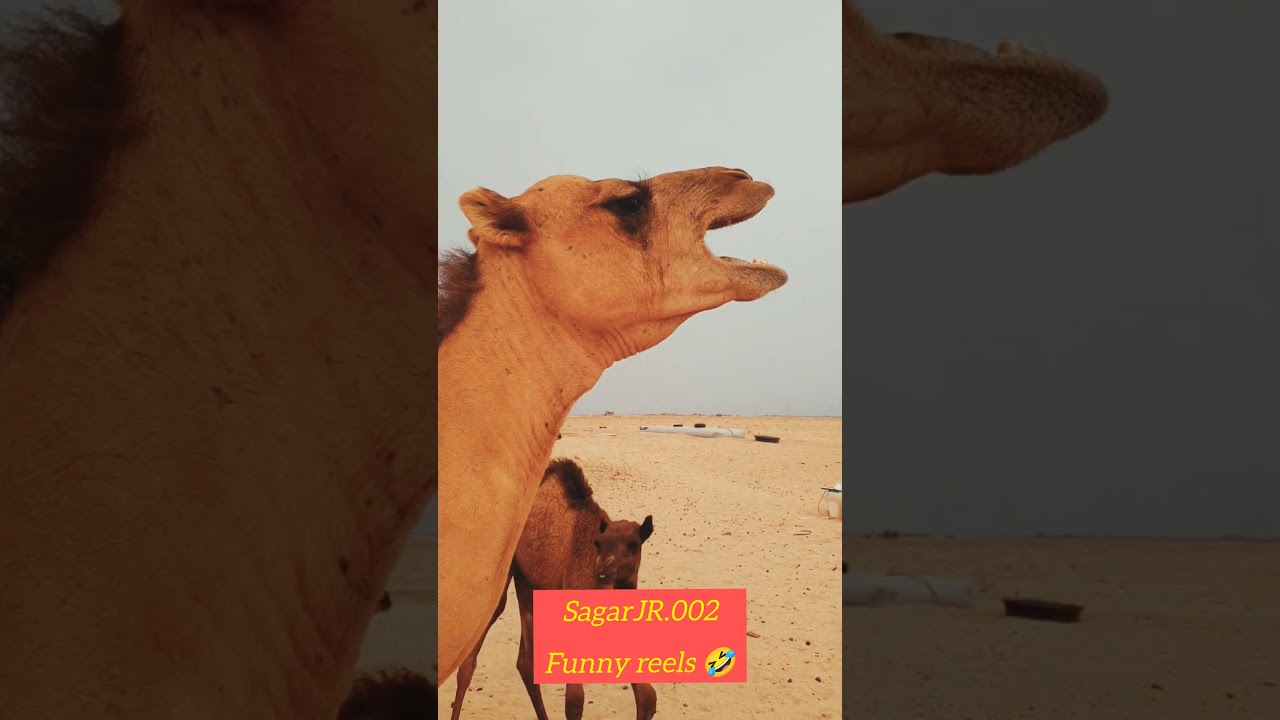funny animals video 