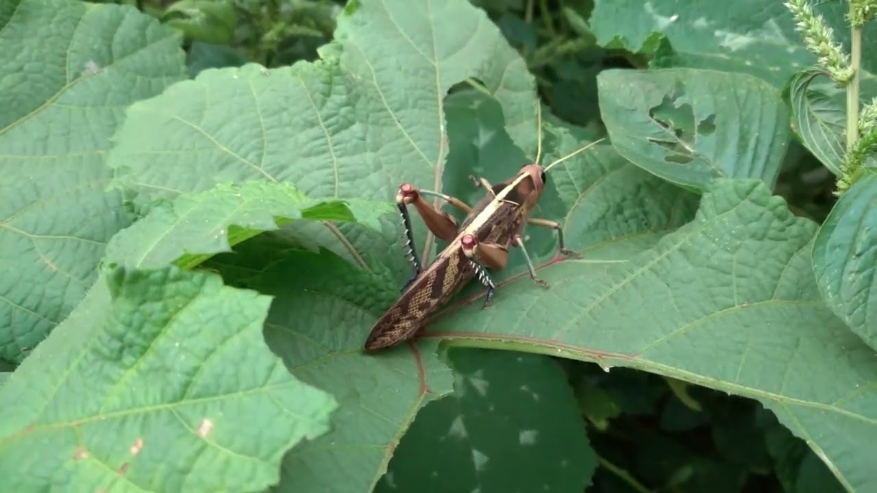 #2 Did You KNOW that Crickets are omnivores?🌱 Protect the ecosystem