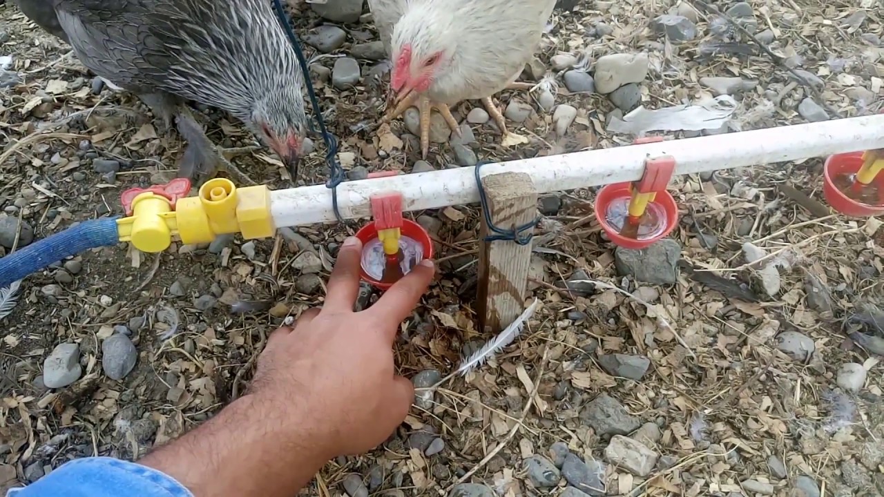 Nipeli Suluk Yapımı