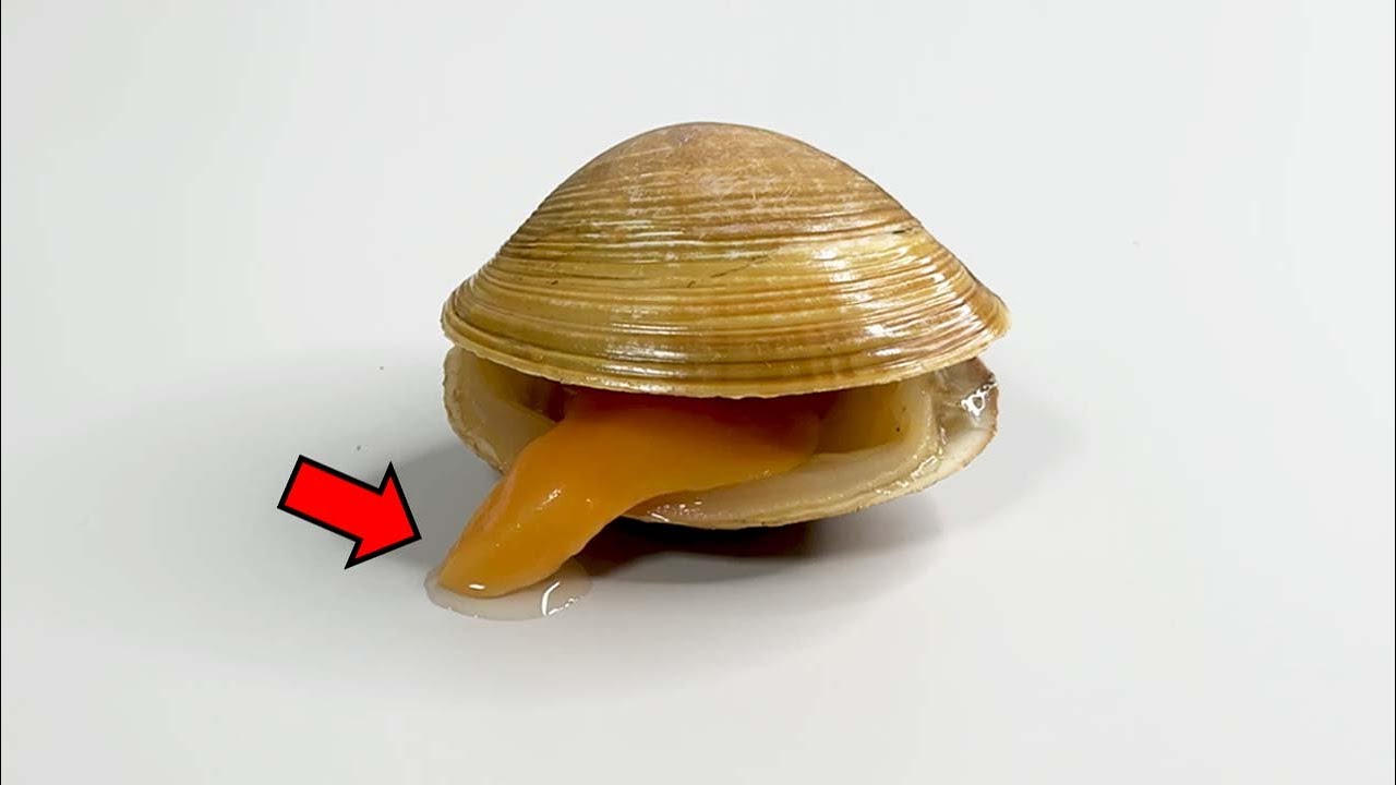 ⚠️ Szok! To nie język małży