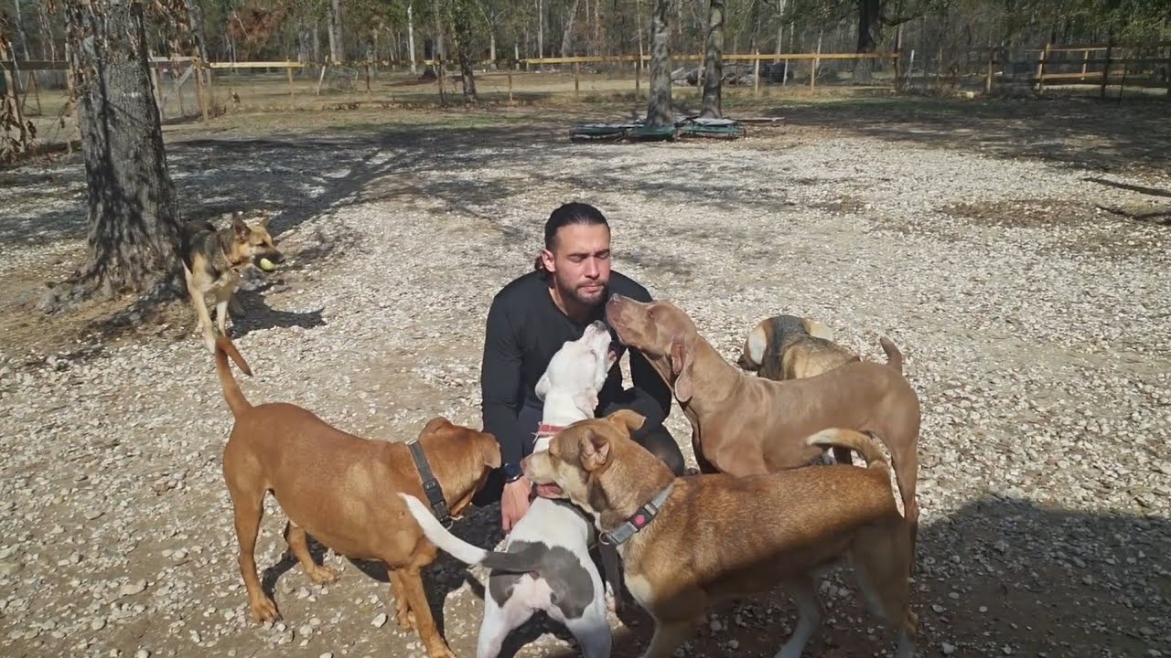 Sharing & giving affection to the pack.