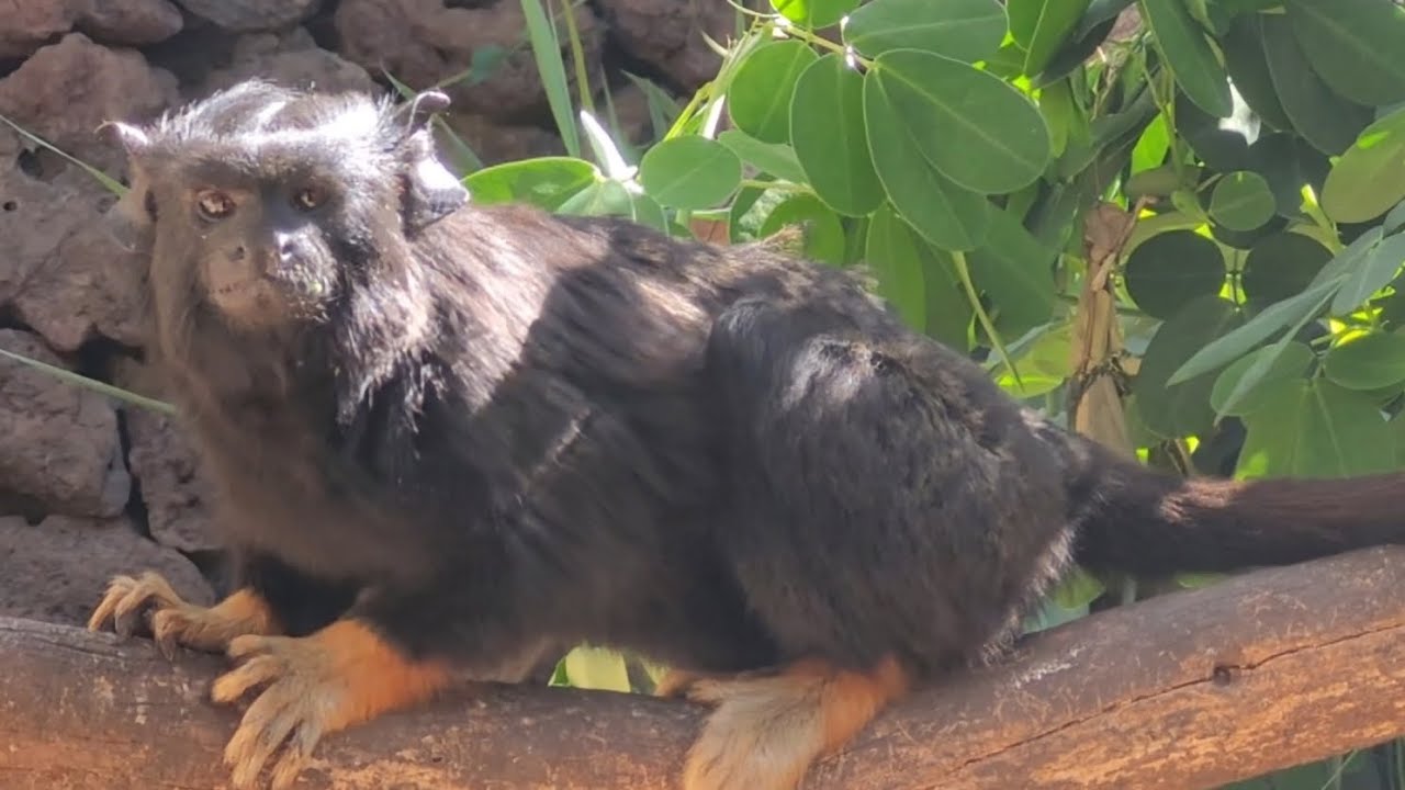 Red-Handed Tamarin - the mysterous Amazonian monkey!