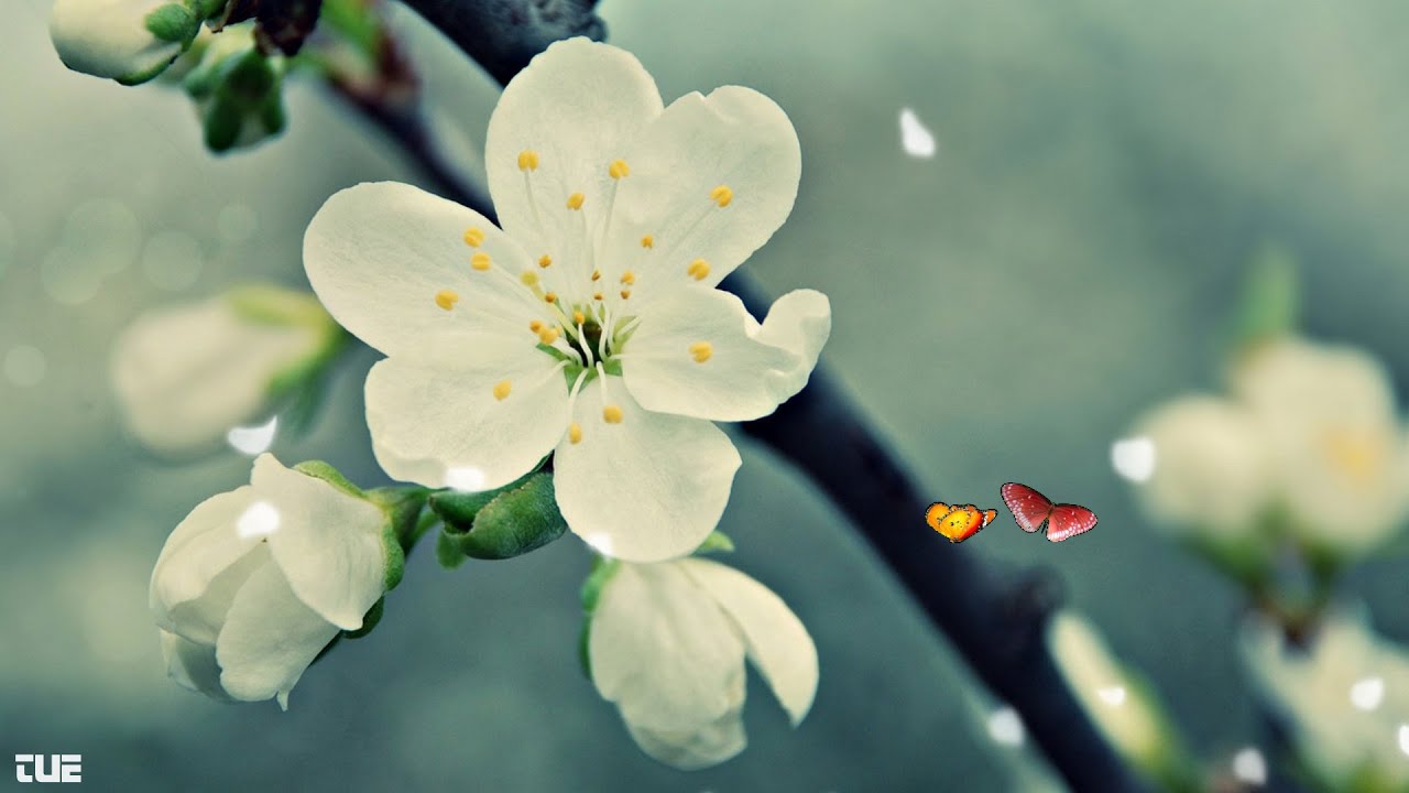 Yao Si Ting - Scarborough Fair - English Lyrics HD 1080p @RelaxingWorld