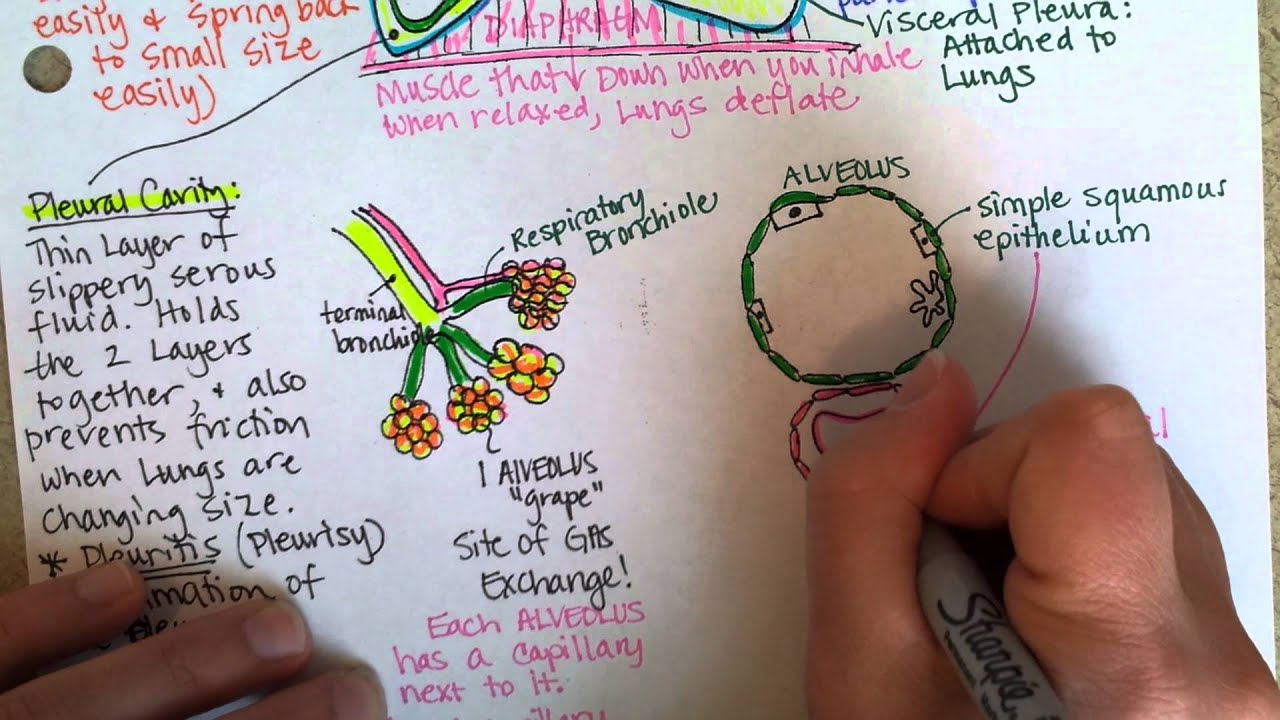 Lower Respiratory tract, Part 2
