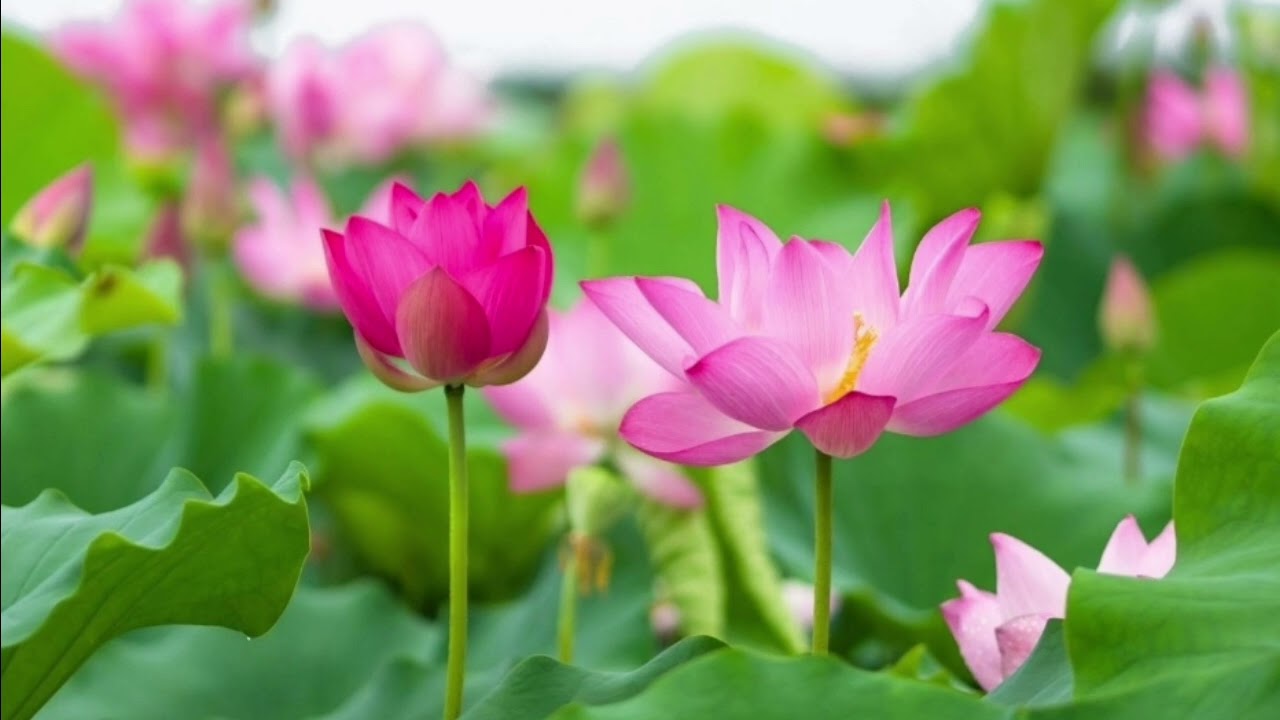 Nhạc Thiền Buổi Sáng giúp Tịnh Tâm | Nhạc Phật