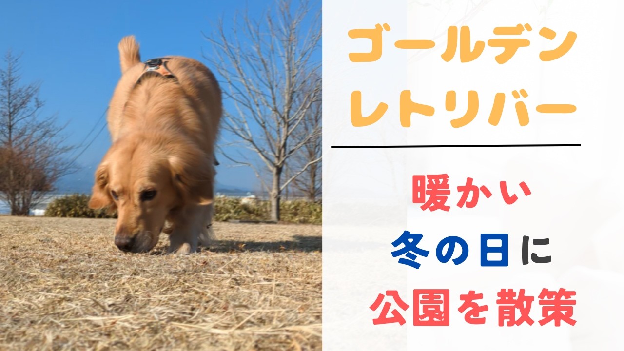 【ゴールデンレトリバー】穏やかな冬の日に公園散策♪ #ゴールデンレトリバー #大型犬 #大型犬のいる生活 #癒し #cute #goldenretreiver #pets #可愛い #わんこ