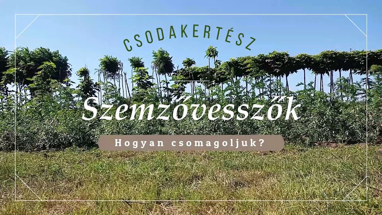 Csodakertész - Szemzővesszők