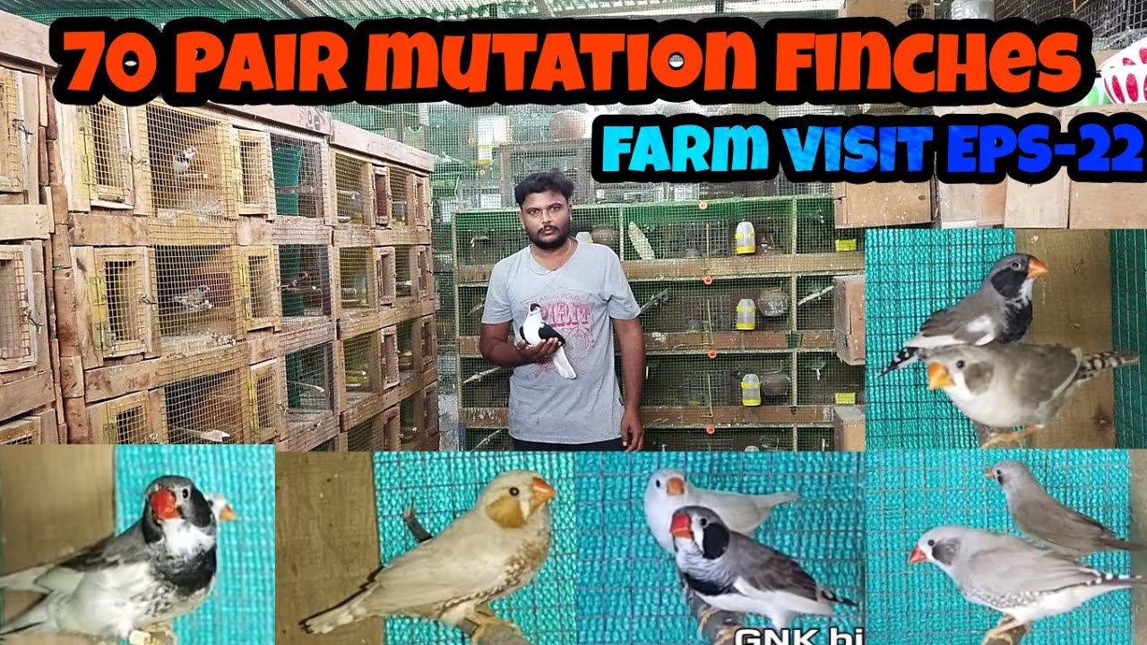70 Pair mutation Finches in Kiki birds avairy/ farm visit EPS-22