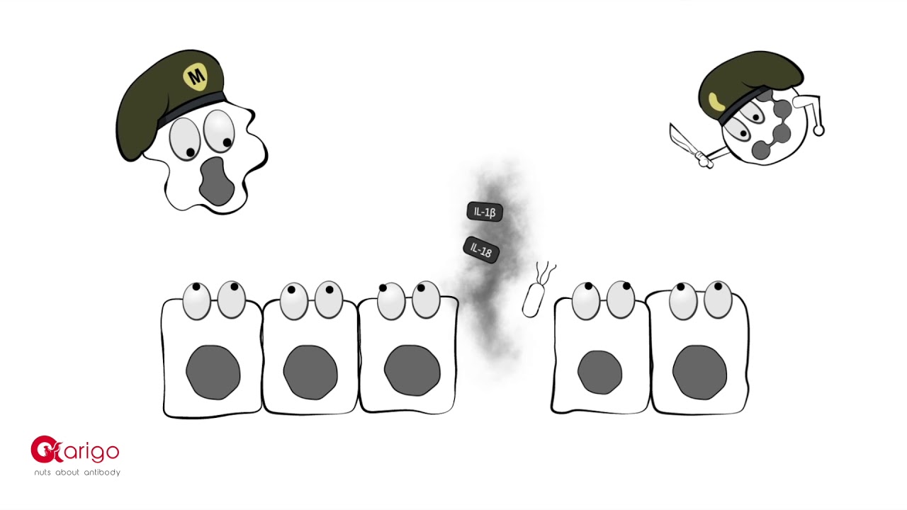 Inflammasome & Pyroptosis - arigo minifilm