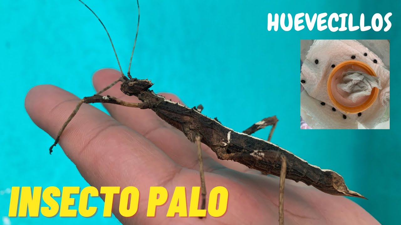 Mi INSECTO PALO puso HUEVECILLOS 😱 Como incubarlos?