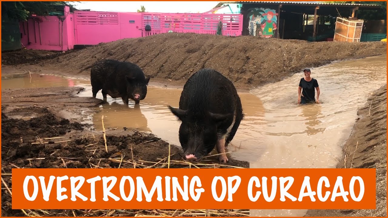 Grote schoonmaak na de overstroming | DierenpraatTV