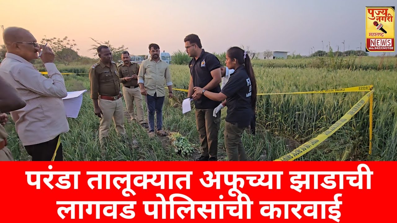  परंडा तालूक्यात अफूच्या झाडाची लागवड उघडकीस , पोलिसांची कारवाई 