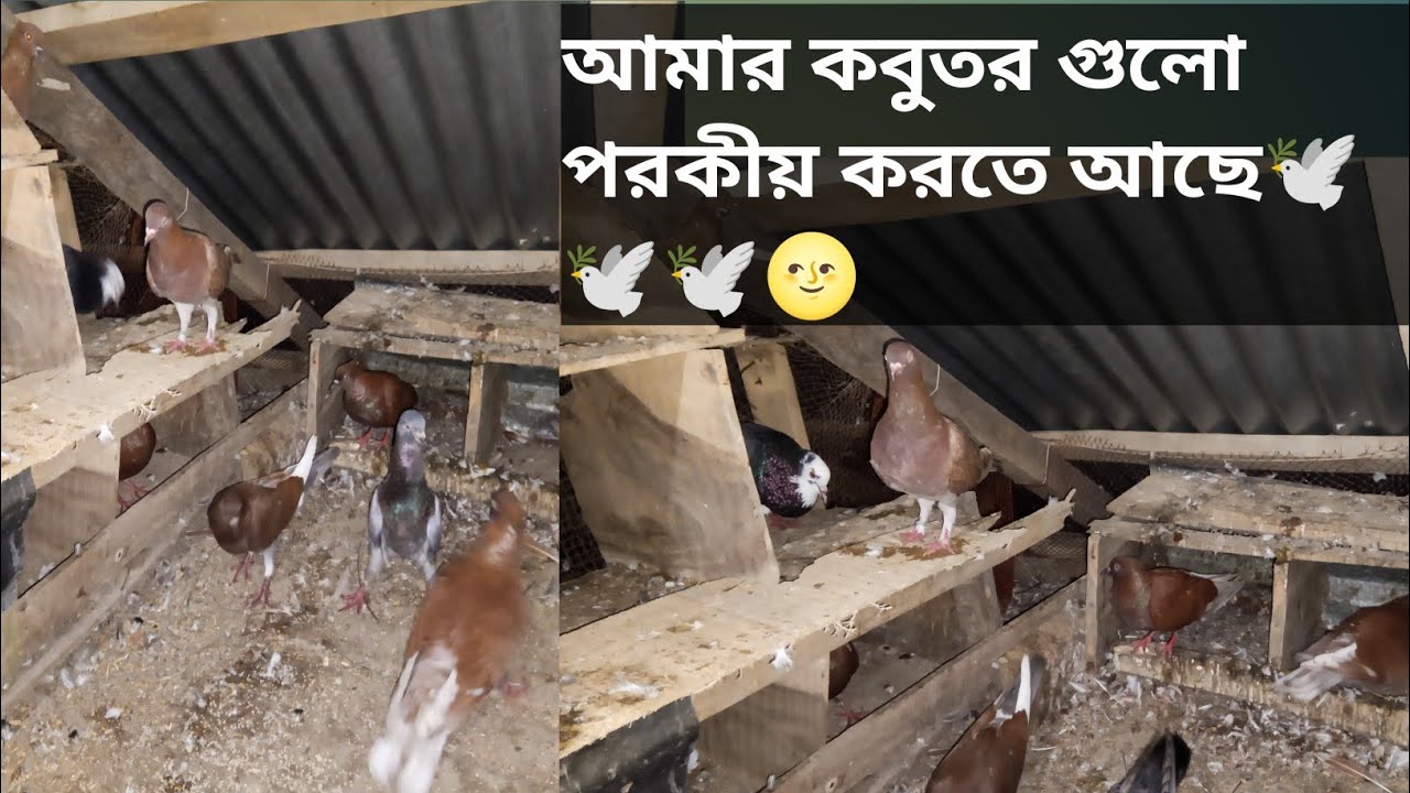 আমার কবুতর গুলো পরকীয় করতে আছে 🕊️🕊️🌝বৃষ্টির কারণে ঠান্ডা লাগলো🕊️🌧️