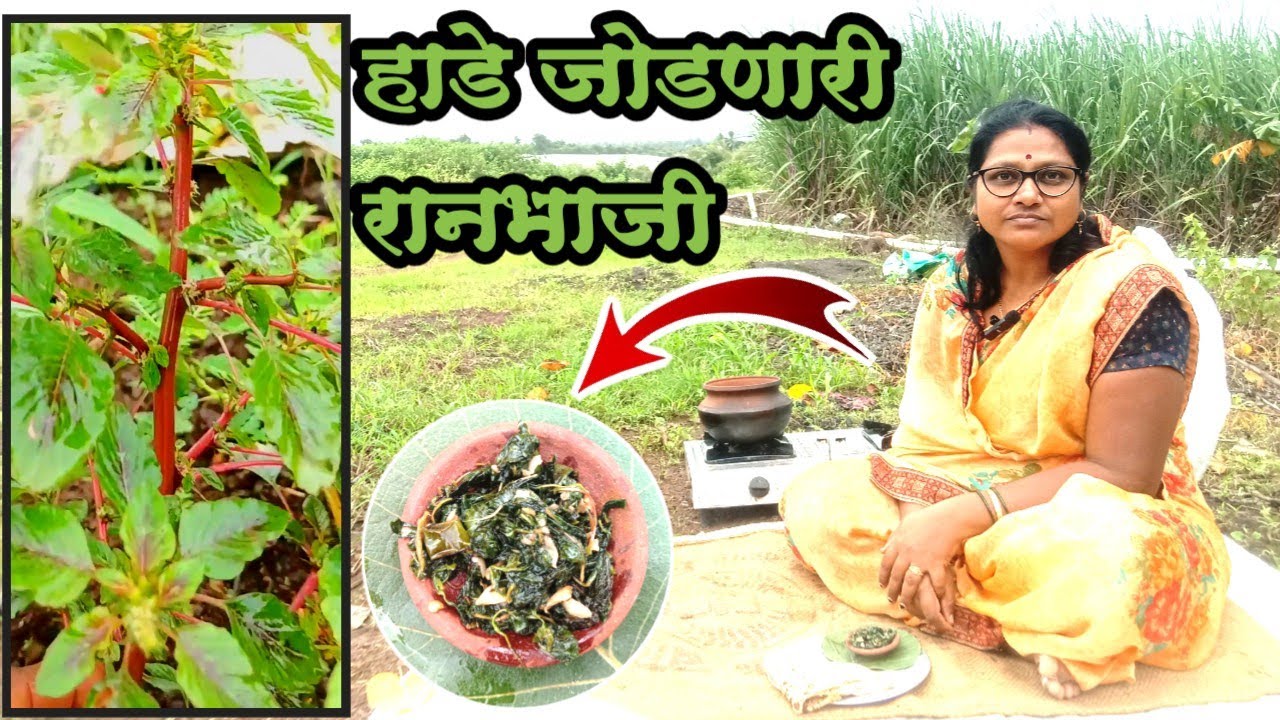 चक्क पाच दिवसात 😱 ठिसूळ हाडे जोडणारी रानभाजी? | katemath bhaji । Gavakadchi Chul
