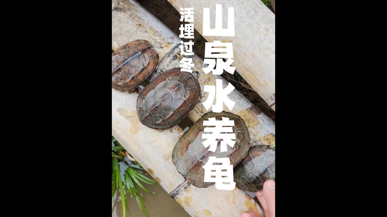 天然泉眼古法养龟，泥水活埋过冬小技巧！ 