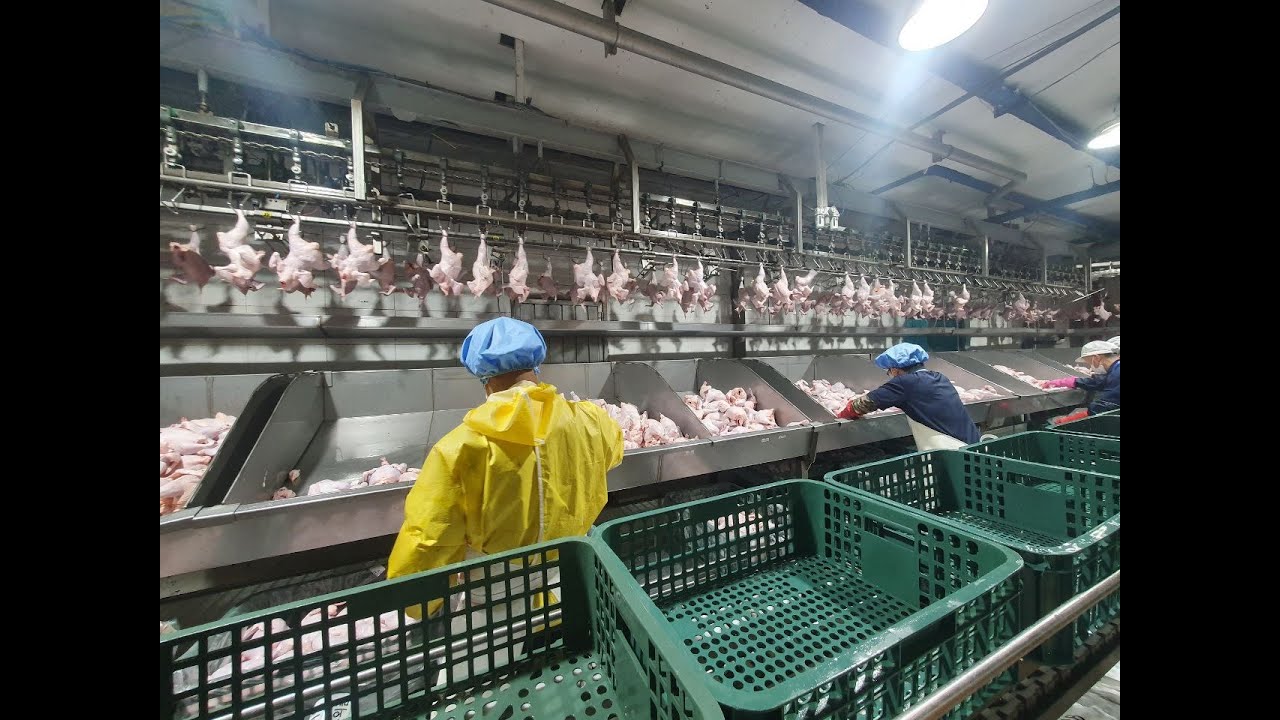 Chicken Factory in Canada, operation in the chicken processing plant, Working