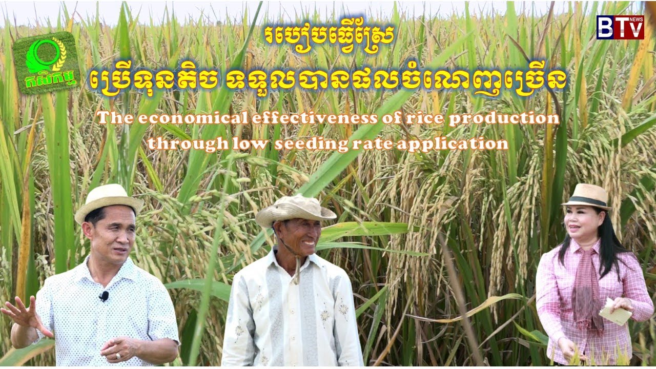 AGRICULTURE/កម្មវិធី កសិកម្មៈ ប្រសិទ្ធភាពសេដ្ឋកិច្ចនៃផលិតកម្មដំណាំស្រូវដោយប្រើពូជតិច