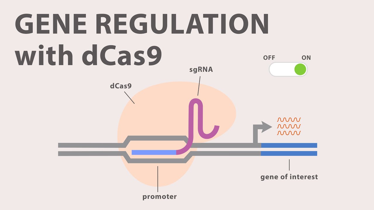 4) CRISPR Cas9 — регуляция генов с помощью dCas9
