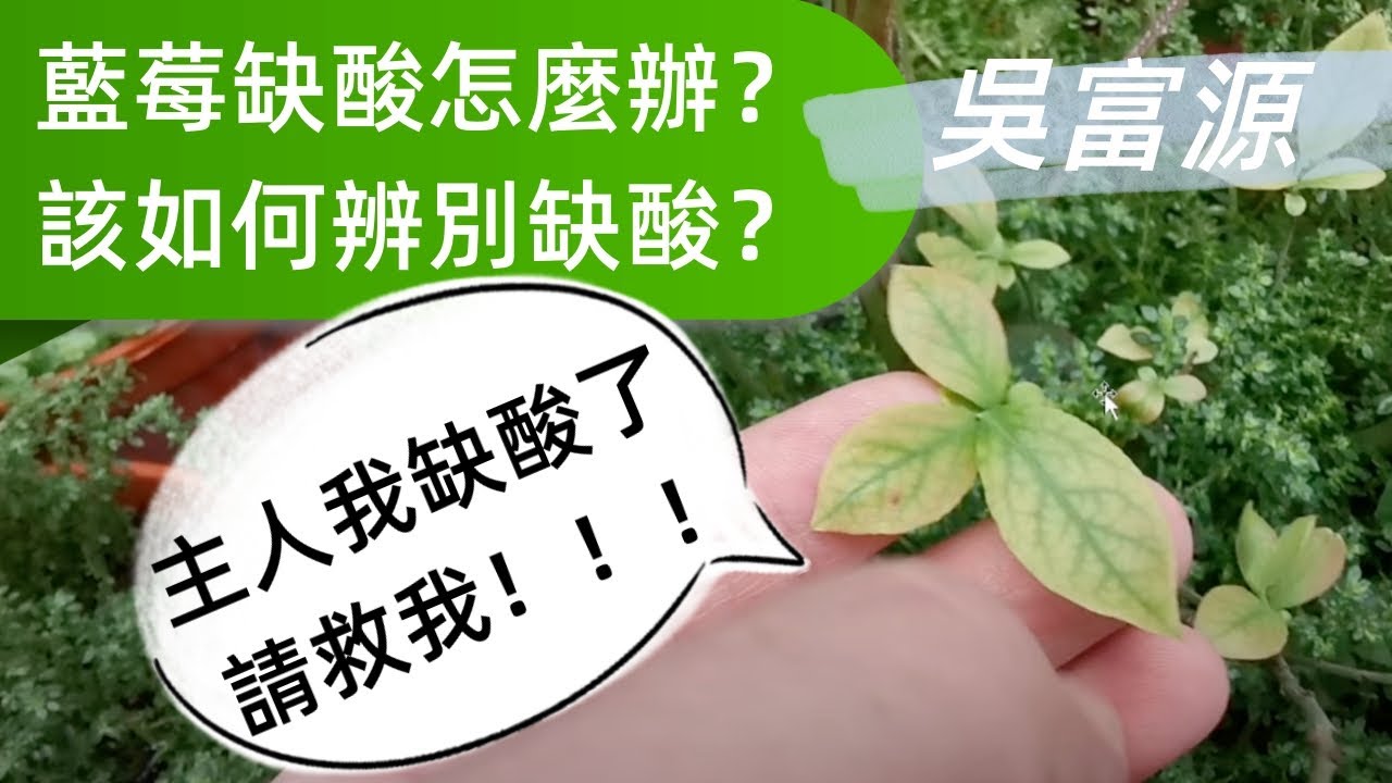 佐治寶石藍莓和陽光藍藍莓土壤缺酸使用硫磺粉調整回來的方法分享