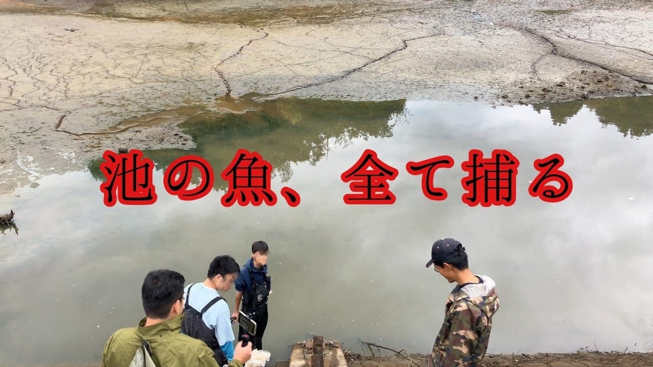 改修される池の魚、全て捕まえる
