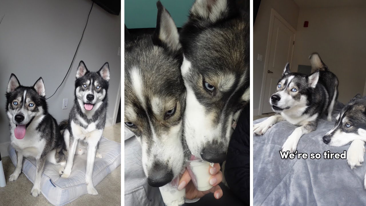 Our Husky Demands We Go To Starbucks for a Pup Cup!