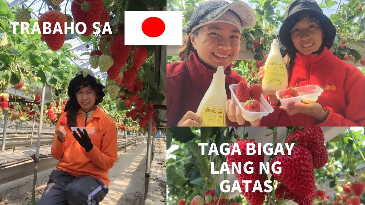 TRABAHO SA JAPAN : TAGA BIGAY LANG NG GATAS | WORK ABROAD | STRAWBERRY FARM | POEA | OFW