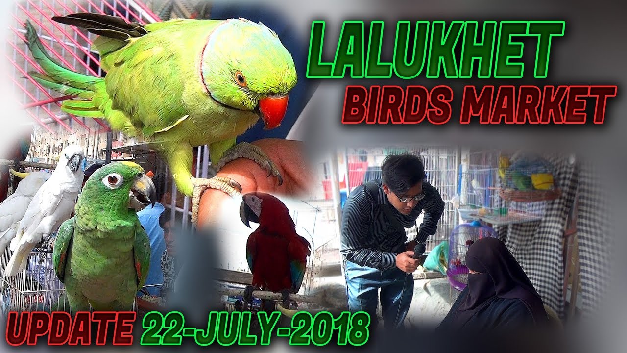 Lalukhet Birds Market 22-7-2018 latest updates Jamshed Asmi Informative Channel ( In Urdu/Hindi)