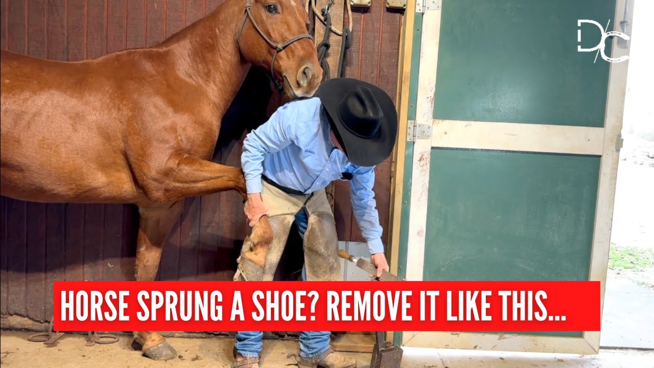D/C How To Remove Your Horse's Shoe