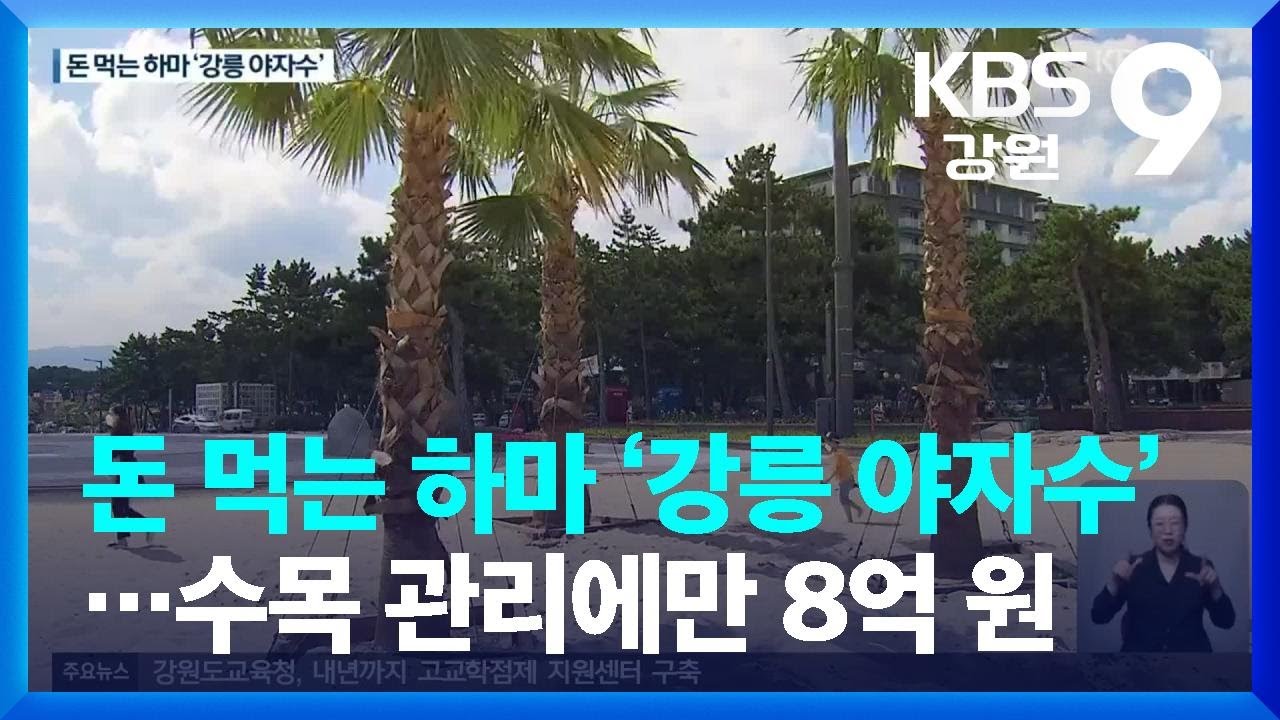 돈 먹는 하마 &lsquo;강릉 야자수&rsquo;&hellip;수목 관리에만 8억 원 / KBS  2023.07.20.