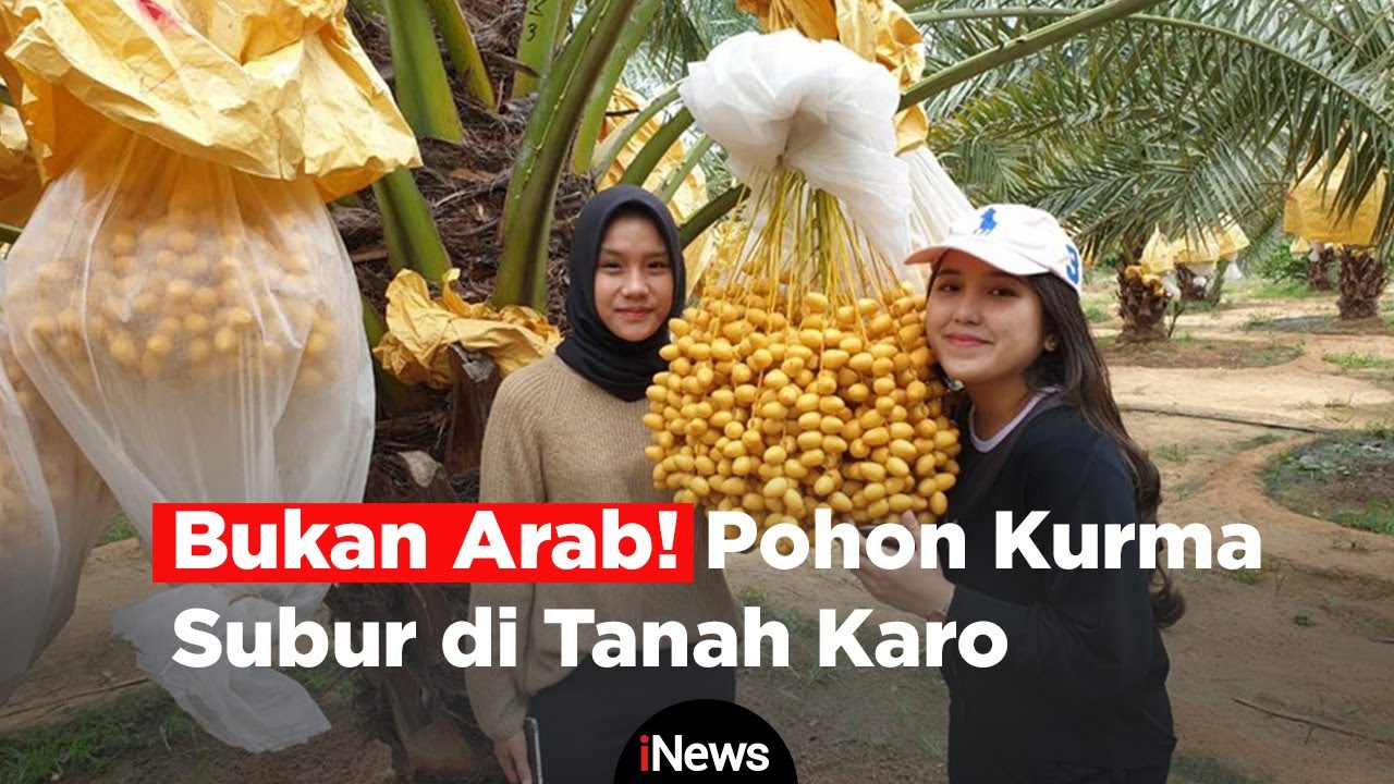 Bukan di Arab! Yuk Petik Buah Kurma Langsung di Kab. Karo, Sumut