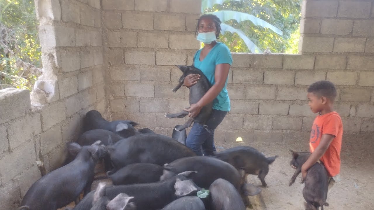 1er Etap vaksinasyon nan peyizan milyonè wap tou fòme tet ou San ou pa bezwen veterinè pou 1er swen