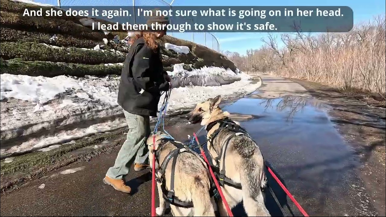 Hilda and Herman exploring the North Straight River Parkway trail pt 3