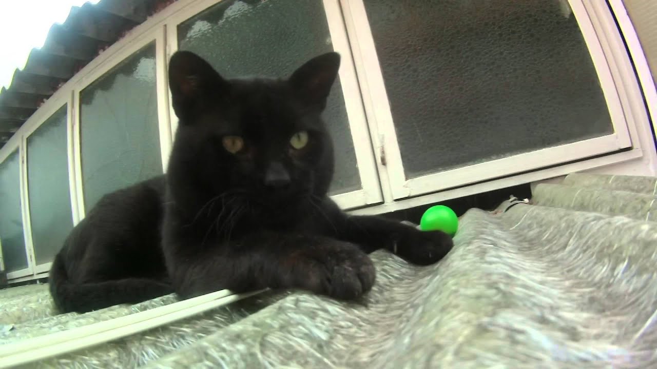 Gato Negro jugando
