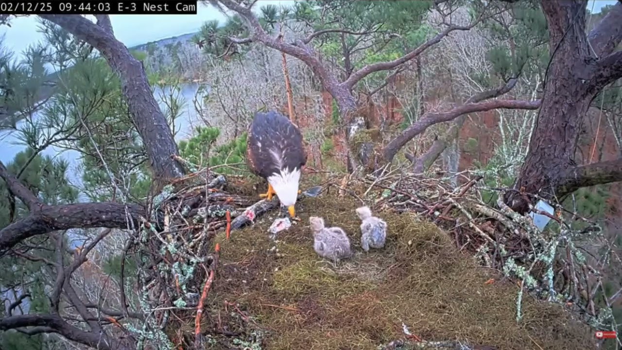 That's One Crafty Eaglet! - Alex II & Andria II Kisatchie National Forest E-3 (2/7-2/12)