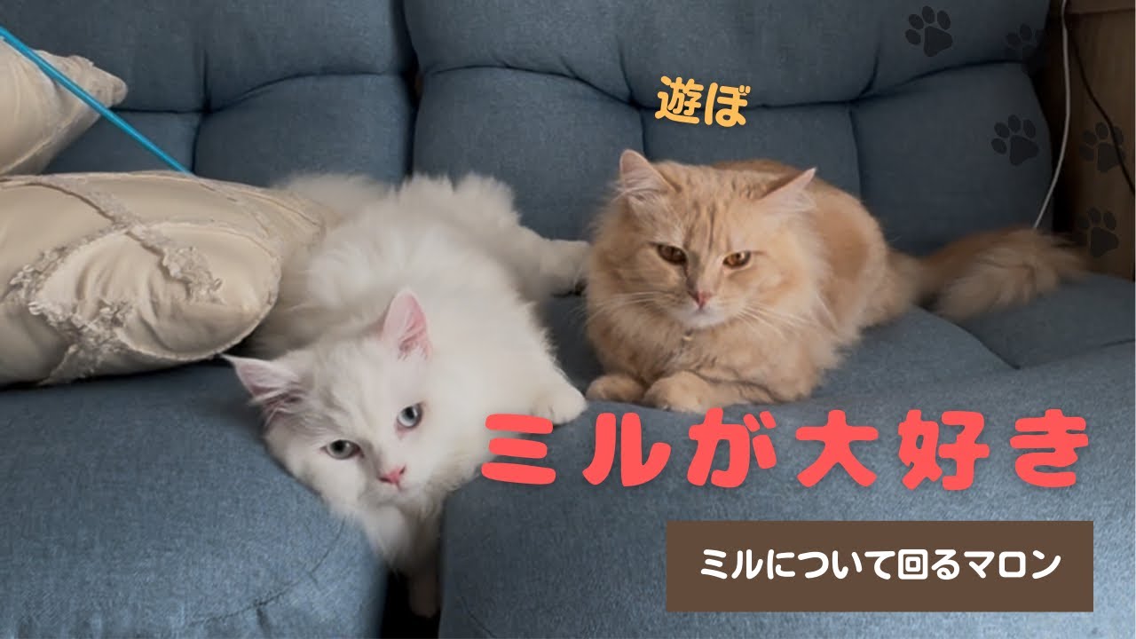 ミルにピッタリなマロン❣️