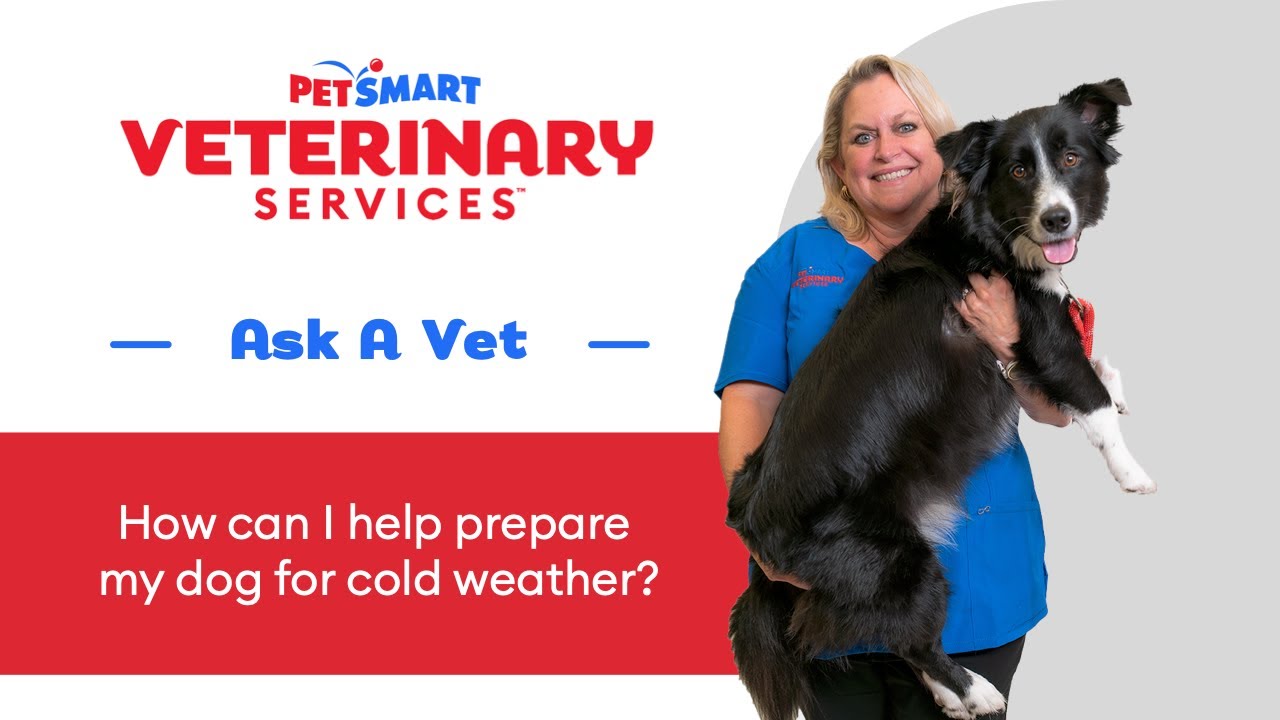 Cold Weather Dog Care: Tips from a Vet to Keep Your Pup Warm and Safe #WinterDogCare #PetSmartVet