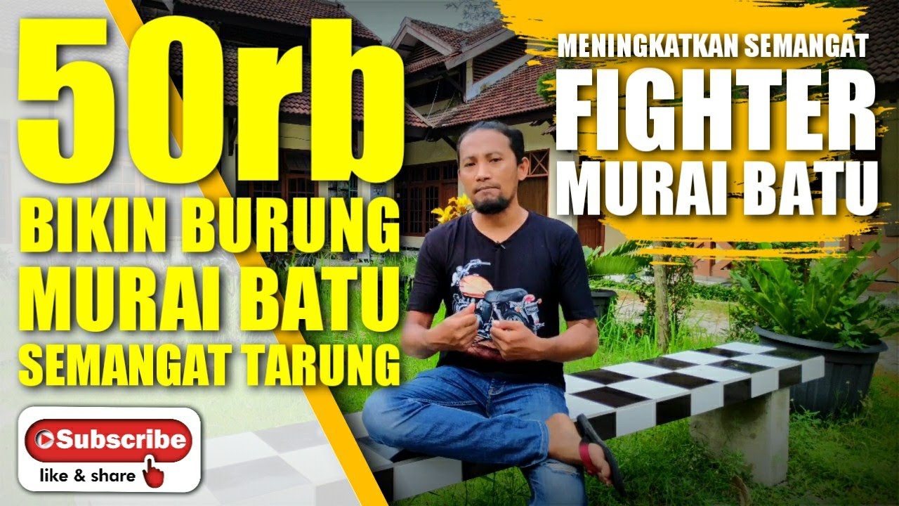 menaikkan fighter BURUNG MURAI BATU